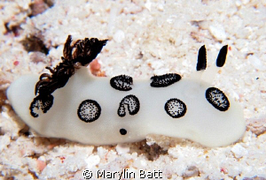 Found this black and white nudi crawling across white san... by Marylin Batt 